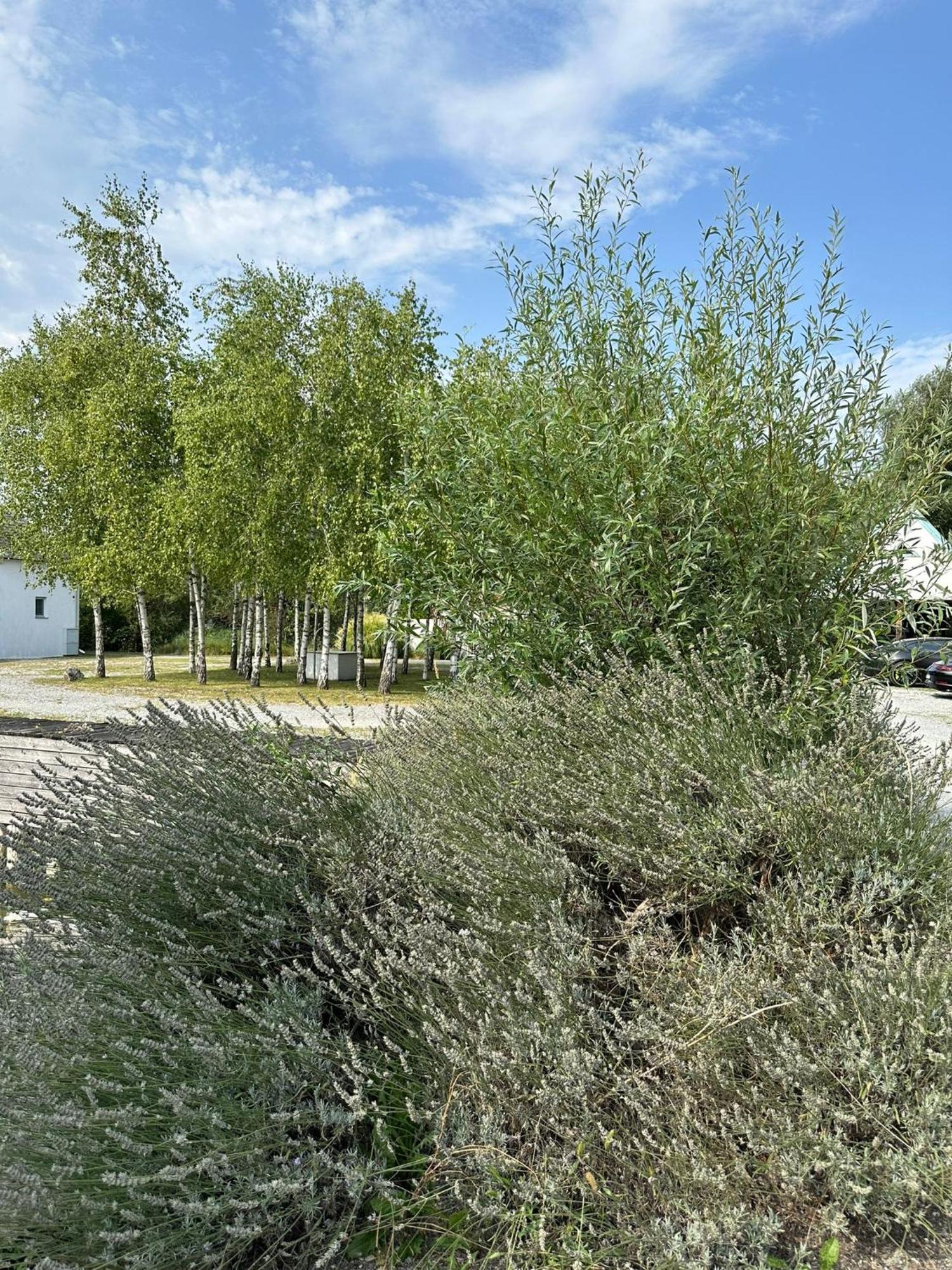 Haus Am See Neusiedl am See Eksteriør bilde